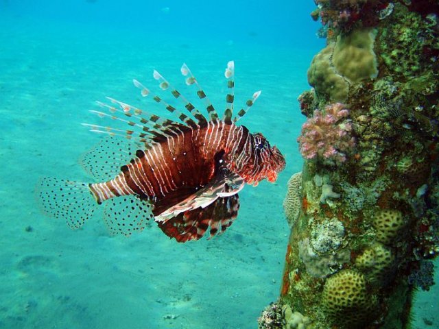 lionfish1.jpg