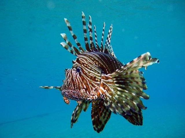 lionfish2.jpg